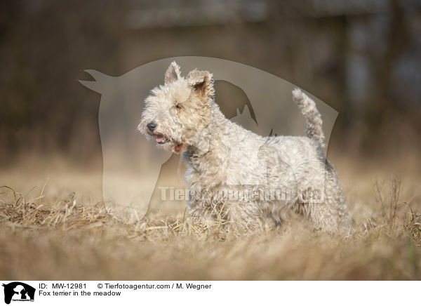 Foxterrier in der Wiese / Fox terrier in the meadow / MW-12981