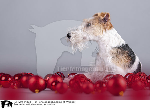 Foxterrier mit Weihnachtsdekoration / Fox terrier with christmas decoration / MW-14838