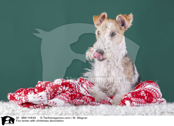 Foxterrier mit Weihnachtsdekoration / Fox terrier with christmas decoration / MW-14849