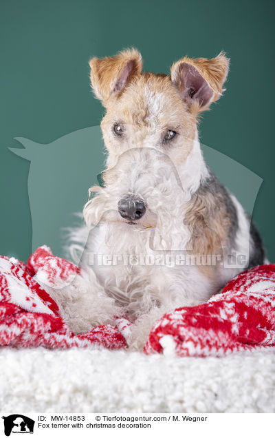 Foxterrier mit Weihnachtsdekoration / Fox terrier with christmas decoration / MW-14853