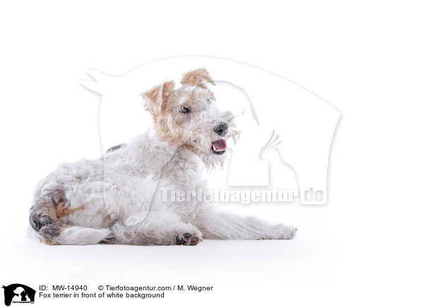 Foxterrier vor weiem Hintergrund / Fox terrier in front of white background / MW-14940