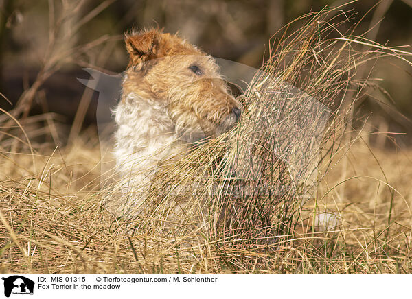 Foxterrier auf der Wiese / Fox Terrier in the meadow / MIS-01315