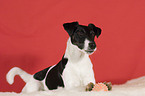 Foxterrier with ball