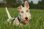 lying Fox Terrier