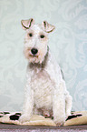 sitting Fox Terrier