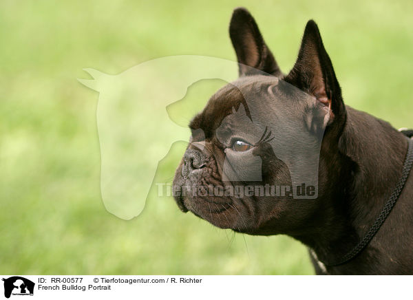 Franzsische Bulldogge / French Bulldog Portrait / RR-00577