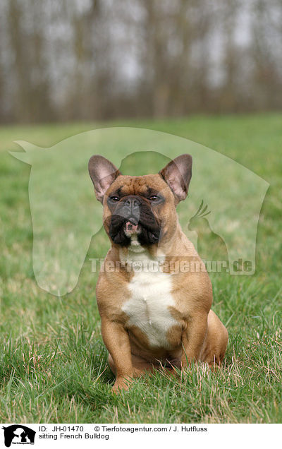 sitzende Franzsische Bulldogge / sitting French Bulldog / JH-01470