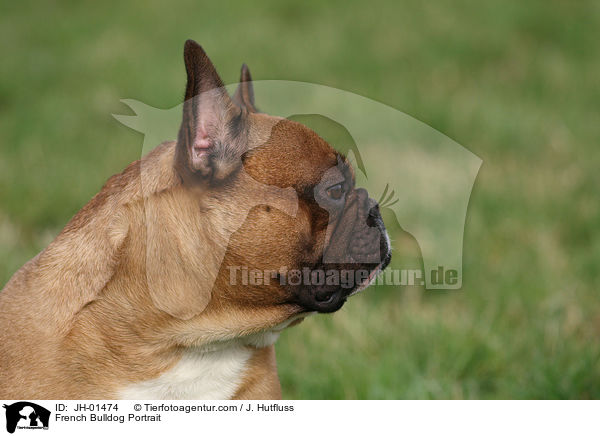 Franzsische Bulldogge Portrait / French Bulldog Portrait / JH-01474