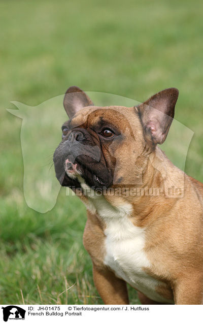 Franzsische Bulldogge Portrait / French Bulldog Portrait / JH-01475