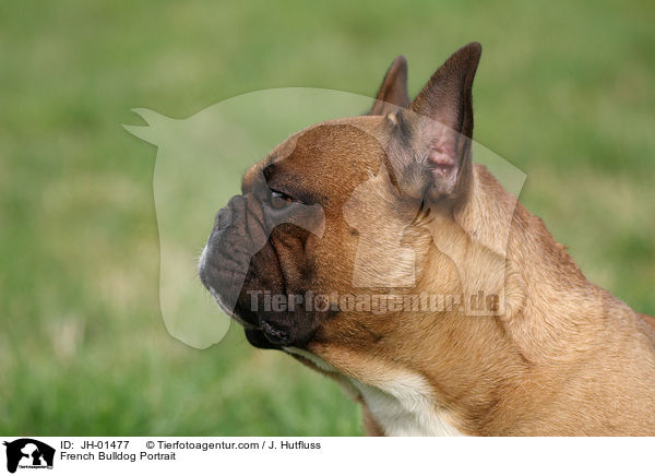Franzsische Bulldogge Portrait / French Bulldog Portrait / JH-01477