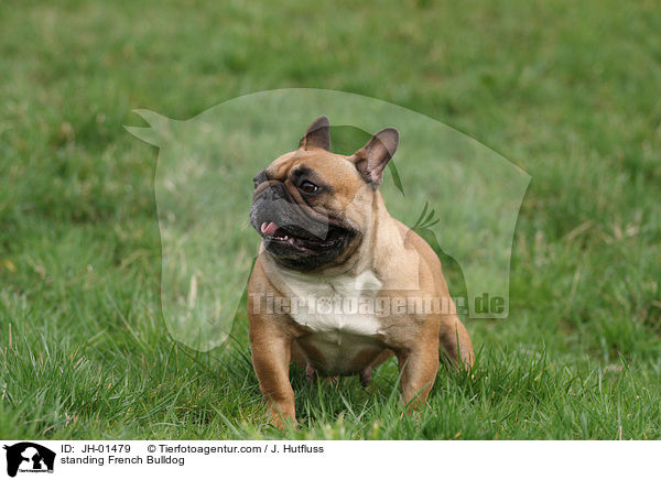 stehende Franzsische Bulldogge / standing French Bulldog / JH-01479
