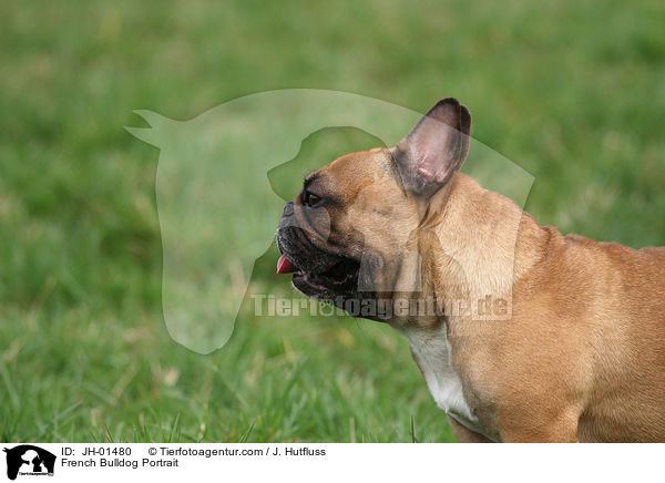 Franzsische Bulldogge Portrait / French Bulldog Portrait / JH-01480