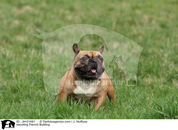 stehende Franzsische Bulldogge / standing French Bulldog / JH-01481
