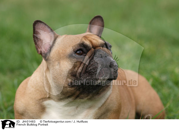 Franzsische Bulldogge Portrait / French Bulldog Portrait / JH-01483