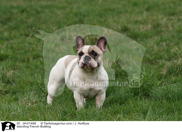 stehende Franzsische Bulldogge / standing French Bulldog / JH-01488