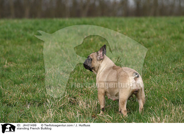 stehende Franzsische Bulldogge / standing French Bulldog / JH-01499