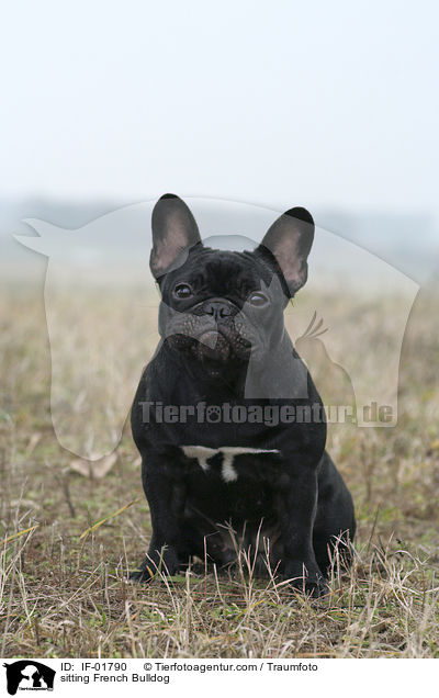 sitzende Franzsische Bulldogge / sitting French Bulldog / IF-01790