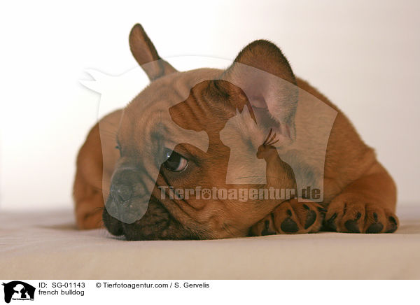 Franzsische Bulldogge / french bulldog / SG-01143