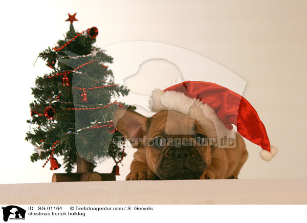 Weihnachtsbulldogge / christmas french bulldog / SG-01164