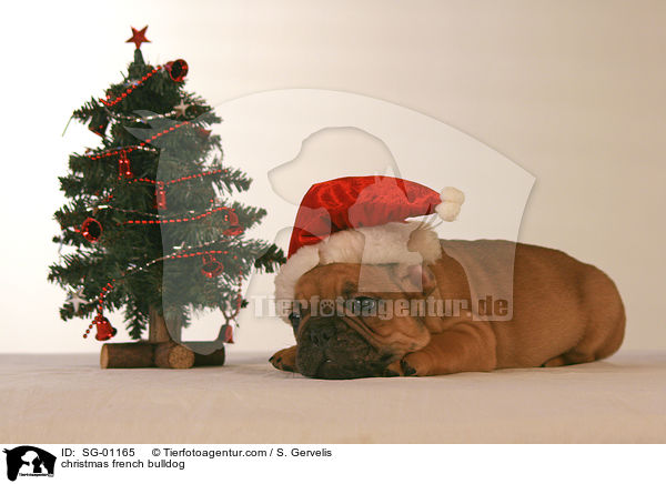 Weihnachtsbulldogge / christmas french bulldog / SG-01165