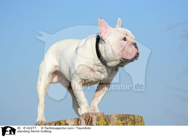 stehende Franzsische Bulldogge / standing french bulldog / IF-02277