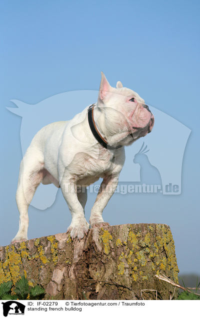 stehende Franzsische Bulldogge / standing french bulldog / IF-02279