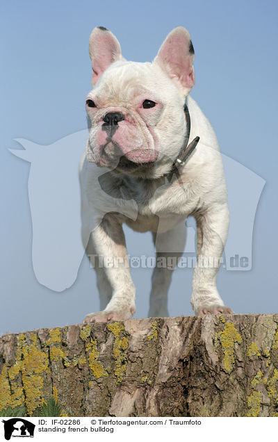 stehende Franzsische Bulldogge / standing french bulldog / IF-02286