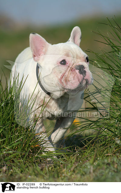 stehende Franzsische Bulldogge / standing french bulldog / IF-02289