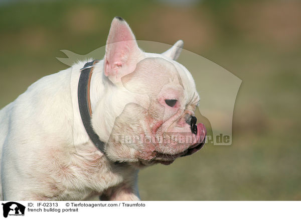 french bulldog portrait / IF-02313