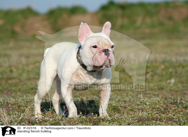 standing french bulldog / IF-02316