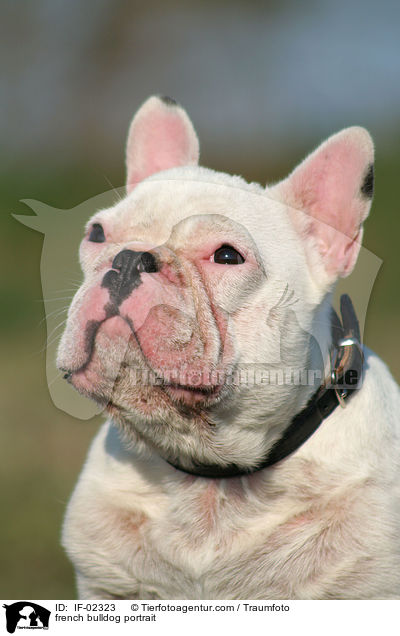 french bulldog portrait / IF-02323