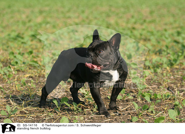 standing french bulldog / SS-14116