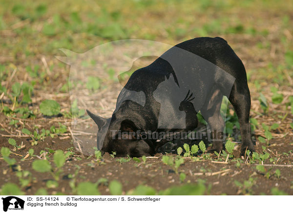 buddelnde Franzsische Bulldogge / digging french bulldog / SS-14124