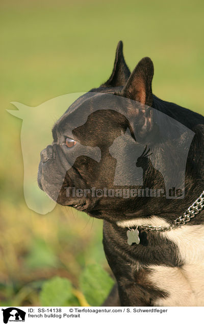 Franzsische Bulldogge Portrait / french bulldog Portrait / SS-14138