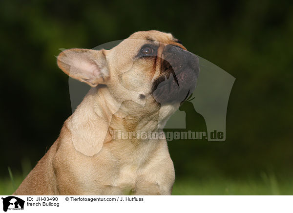 Franzsische Bulldogge / french Bulldog / JH-03490