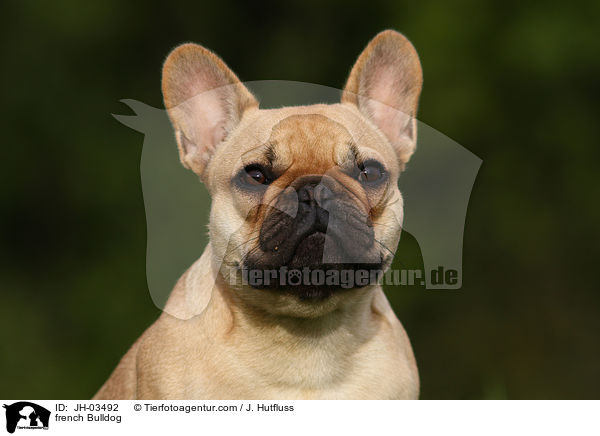 Franzsische Bulldogge / french Bulldog / JH-03492