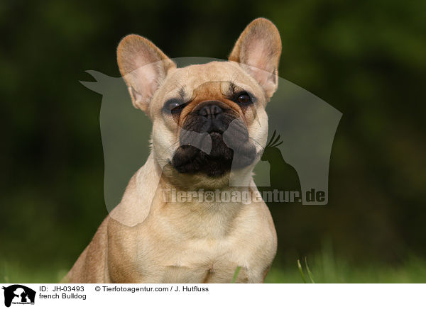 Franzsische Bulldogge / french Bulldog / JH-03493