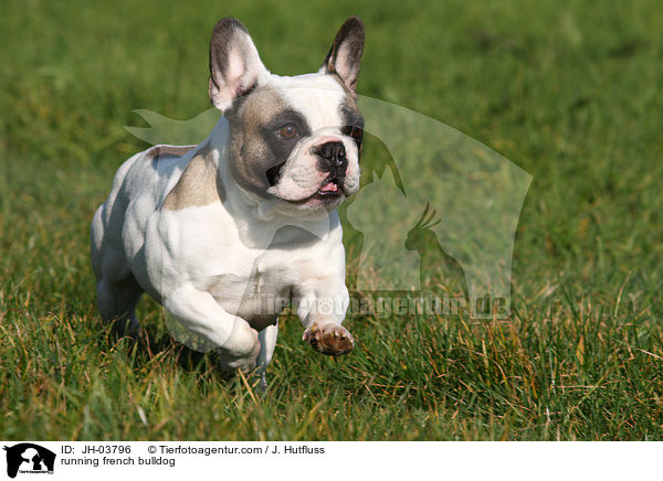 rennende Franzsische Bulldogge / running french bulldog / JH-03796