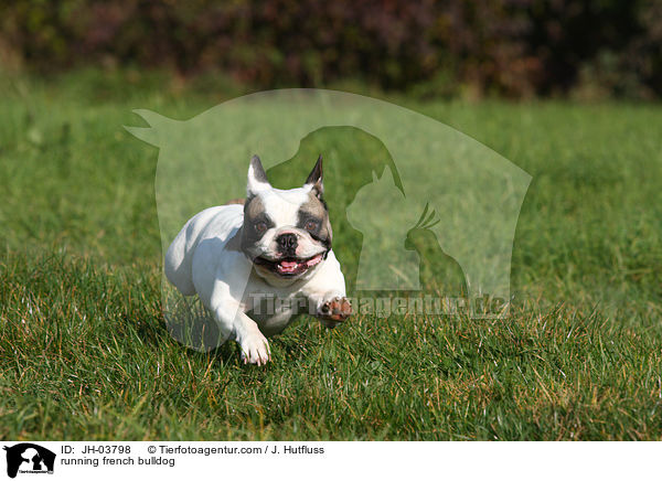 rennende Franzsische Bulldogge / running french bulldog / JH-03798