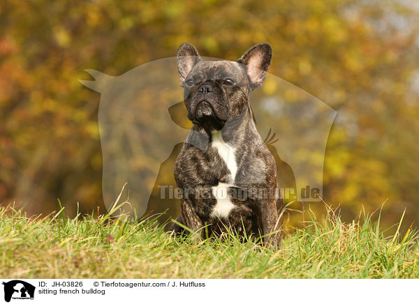sitzende Franzsische Bulldogge / sitting french bulldog / JH-03826