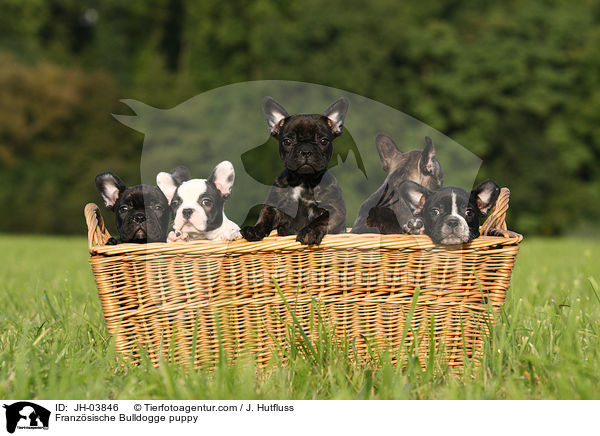 Franzsische Bulldogge Welpe / Franzsische Bulldogge puppy / JH-03846