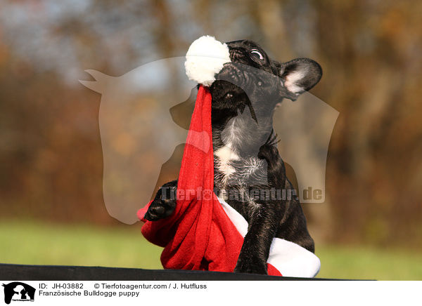 Franzsische Bulldogge Welpe / Franzsische Bulldogge puppy / JH-03882