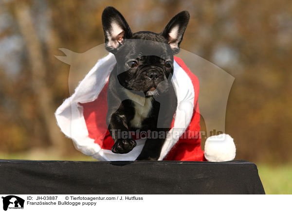 Franzsische Bulldogge Welpe / Franzsische Bulldogge puppy / JH-03887