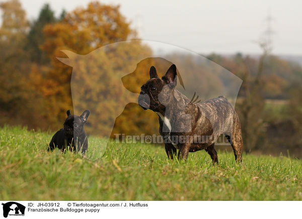 Franzsische Bulldogge Welpe / Franzsische Bulldogge puppy / JH-03912