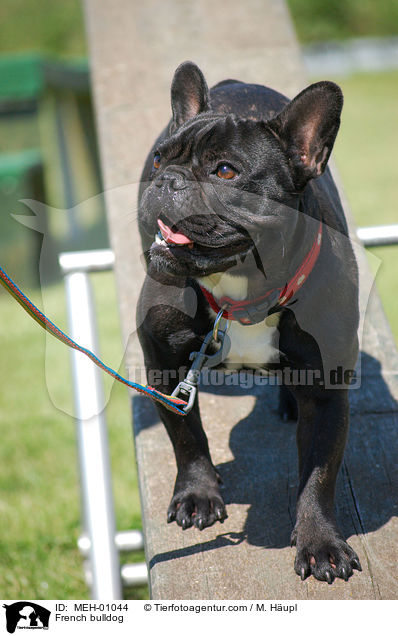 Franzsische Bulldogge / French bulldog / MEH-01044