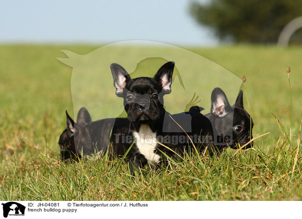 Franzsische Bulldogge Welpe / french bulldog puppy / JH-04081