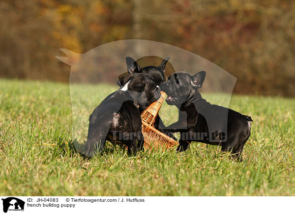 Franzsische Bulldogge Welpe / french bulldog puppy / JH-04083