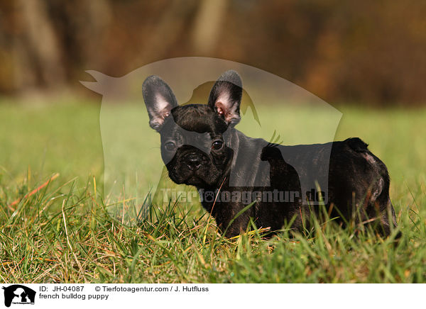 Franzsische Bulldogge Welpe / french bulldog puppy / JH-04087