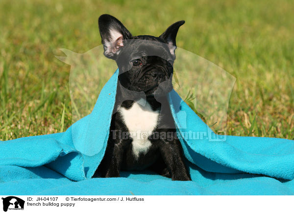 Franzsische Bulldogge Welpe / french bulldog puppy / JH-04107