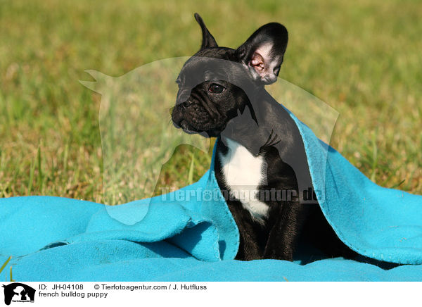 Franzsische Bulldogge Welpe / french bulldog puppy / JH-04108